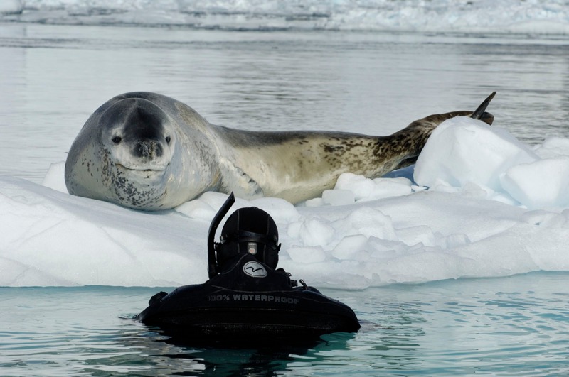 Il fotografo in acqua, la foca   mastodontica sul ghiaccio quasi come se fosse in posa. 