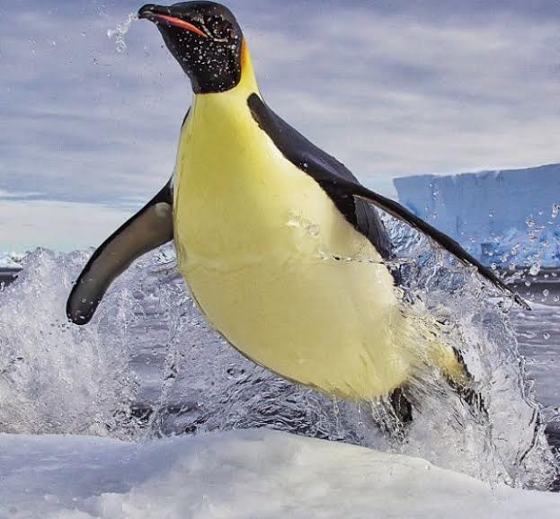 Un pinguino imperatore si lancia sul ghiaccio nel tentativo di sfuggire a una foca-leopardo.