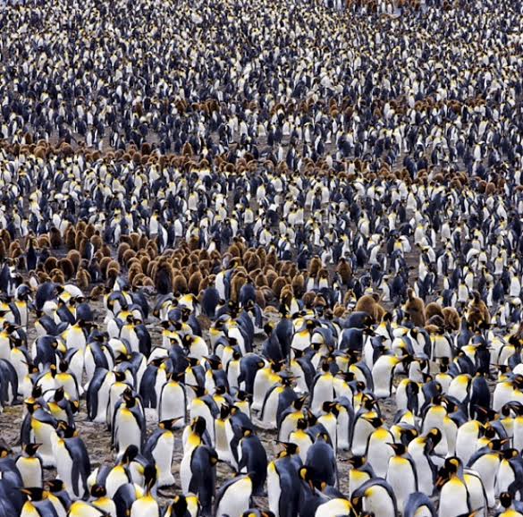 South Georgia, Antartica. Pinguini all'orizzonte finché l'occhio può vederne. Paul Nicklen per National Geographic