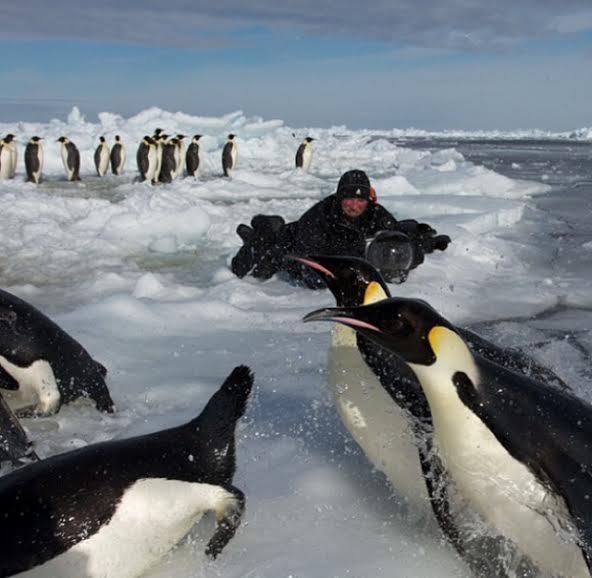 Il fotografo Paul Nicklen scatta in mezzo al ghiaccio per avere la prospettiva dei pinguini.