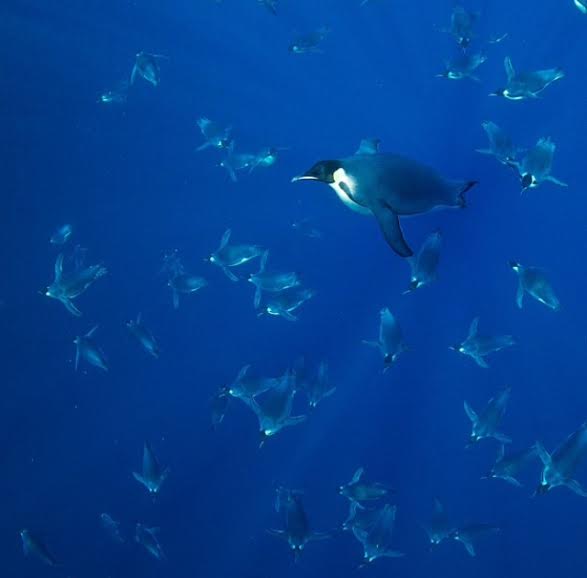 Pinguini che nuotano sparsi nelle profondità del mare antartico. Foto del 2012 per NGM
