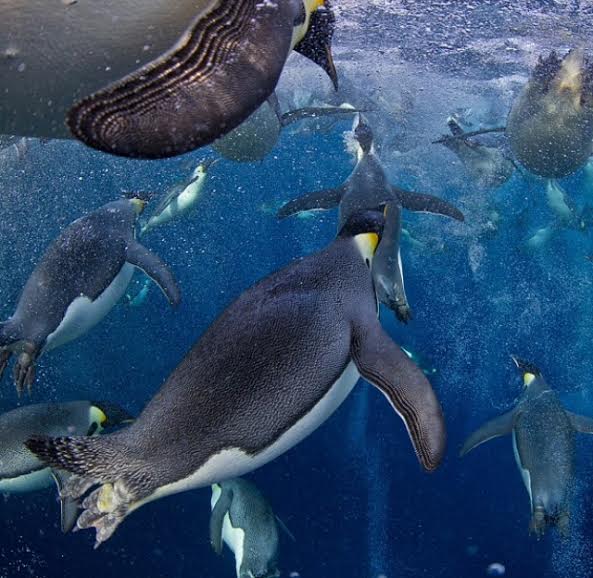 Ancora pinguini che nuotano sott'acqua e tentano la risalita.