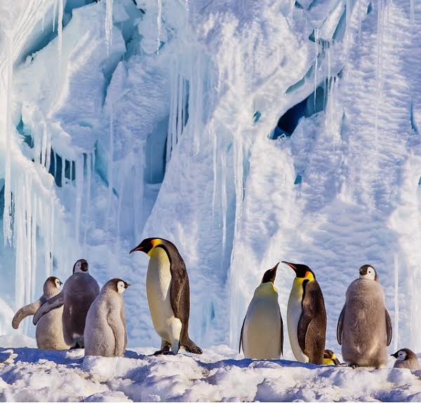 Un gruppo di pinguini imperatori, Ross Sea, Antartide.