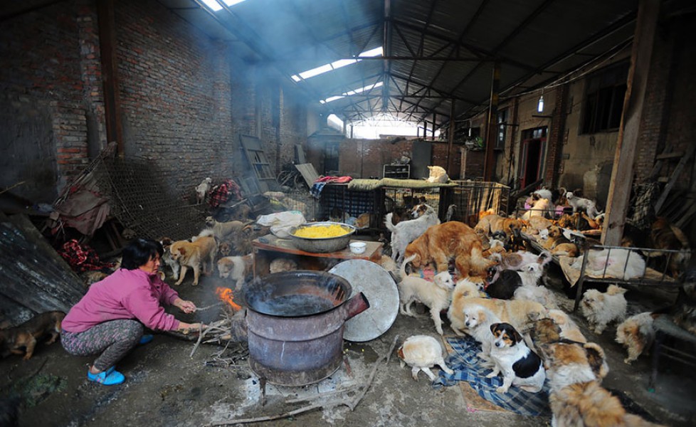 Yang Xiaoyun ha speso 900 euro per salvare 100 cani che altrimenti sarebbero stati mangiati alla festa della carne di cane a Yulin, in Cina. Foto di The Post Internazionale