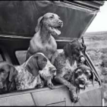 Cani in viaggio, per la serie Dogs
